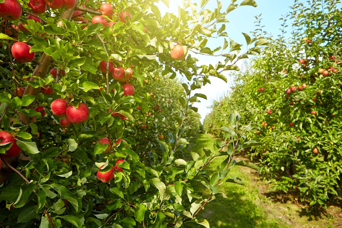 苹果园冬灌的节水技术